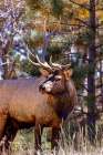 USA, Colorado, Rocky Mountain National Park. Male bull elk with broken antler. Art Print